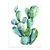 Cactus en internet