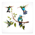 Colibries - comprar online