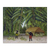 Cosecha de banana - comprar online