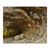 Gruta de Sarrazine - comprar online