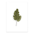 Hoja de roble ilustrada - comprar online