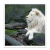 Cuadro Leon blanco - comprar online