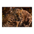 Leopardo en internet