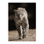 Leopardo sigiloso - comprar online