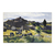 Pasto del Cabo Ann - comprar online