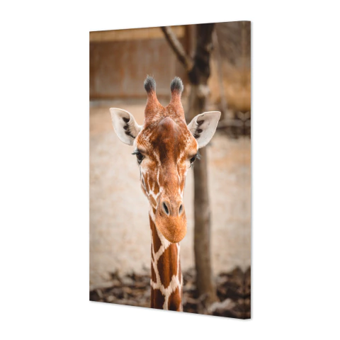 Plano cercano de jirafa