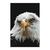 Retrato de aguila calva - comprar online
