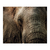 Retrato de elefante II en internet