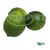 Limão Tahiti Orgânico (XEPA) (aprox. 500g) - comprar online
