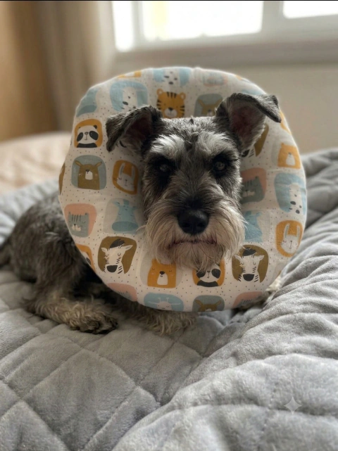 Collar Isabelino Acolchado para Perros Pequeños y Gatos | Postoperatorio Cómodo - TALLE L - comprar online