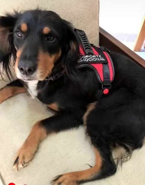 Pechera Soporte Emocional – Para Perros Medianos y Chicos (hasta 15 kilos aprox) - comprar online