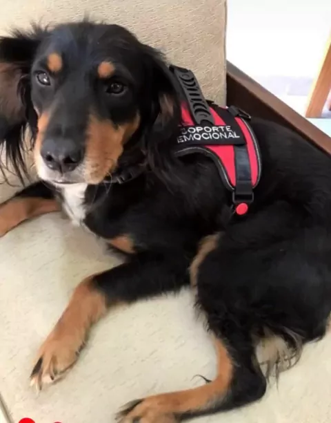 Pechera de Asistencia Emocional – Perros Medianos y Chicos (hasta 15 kilos aprox) - comprar online