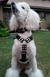 Pechera reforzada de cinta nato (modelo pitbull) - comprar online