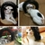 Imagen de Arco rascador para gatos