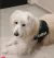 Pechera para perros grandes PERSONALIZADA (a partir de 15 kilos aprox) en internet
