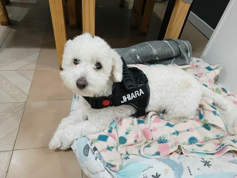 Pechera Personalizada para Perros Medianos y Chicos – Con Nombre (hasta 15 kilos aprox) - comprar online