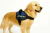 Imagen de Pechera para perros grandes PERSONALIZADA (a partir de 15 kilos aprox)