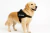 Pechera para perros grandes PERSONALIZADA (a partir de 15 kilos aprox) - tienda online