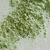 MORINGA OLEIFERA ORGÁNICA Y BIODINÁMICA - linda