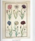 Jardín del Edén - comprar online