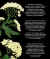 Imagen de La historia de las flores