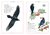 Inventario de aves en internet