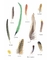 Pluma - comprar online