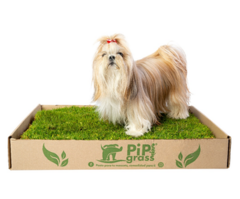 Pipiplan Estándar 6 meses - comprar online