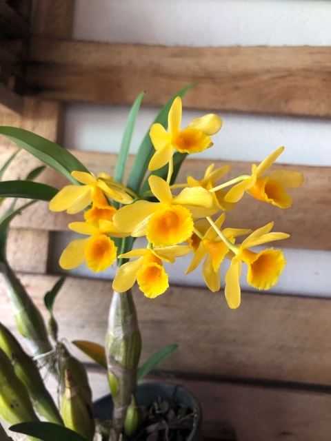 dendrobium chrysotoxum adulto