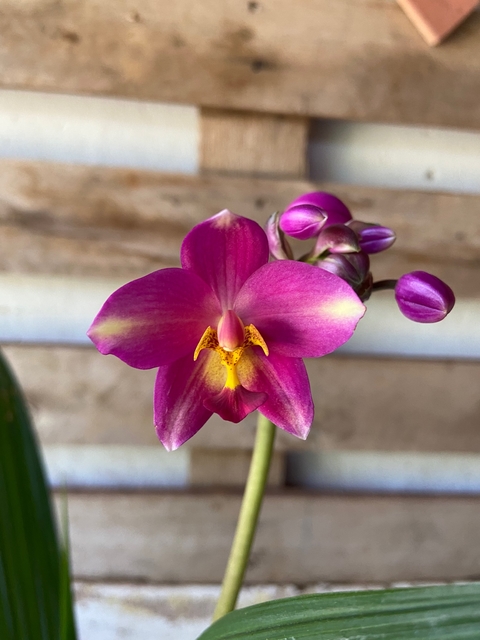spathoglottis plicata rosa adulta