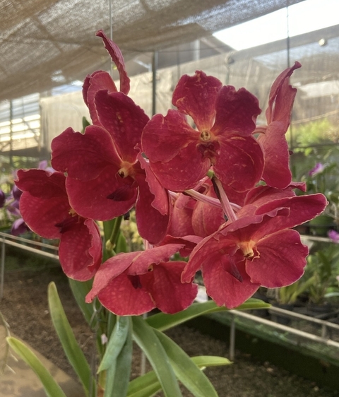 vanda vermelha adulta