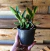 Cattleya Loddigesii tamanho 3 - comprar online