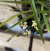 ornithophora radicans Adulta na internet