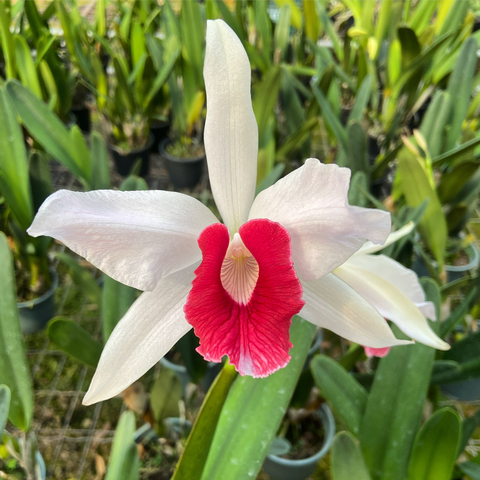 Laelia Purpurata Carnea Cereja