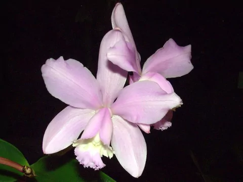 Cattleya Loddigesii tamanho 3