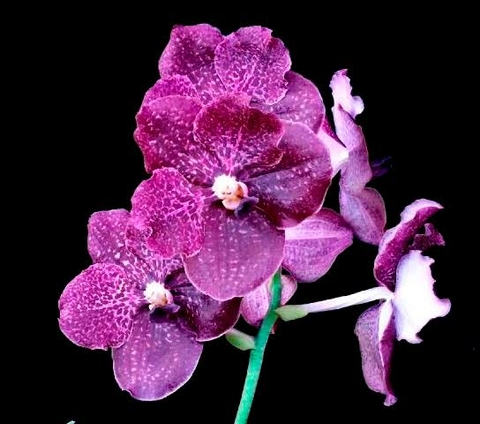 ascocenda kultana violeta tamanho 3