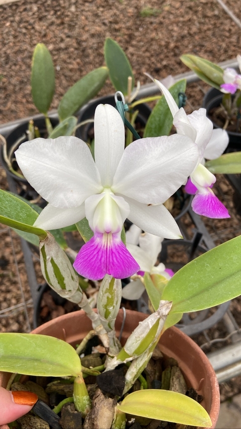 cattleya walkeriana semi alba adulta