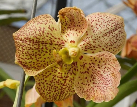 vanda JVB • Ascda. Fuch Joyx 4. Suksumram Gold