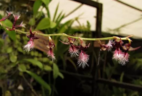 Bulbophyllum Saltatorium adulto mini orquídea