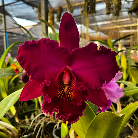 Cattleya Chia Lin Adulta