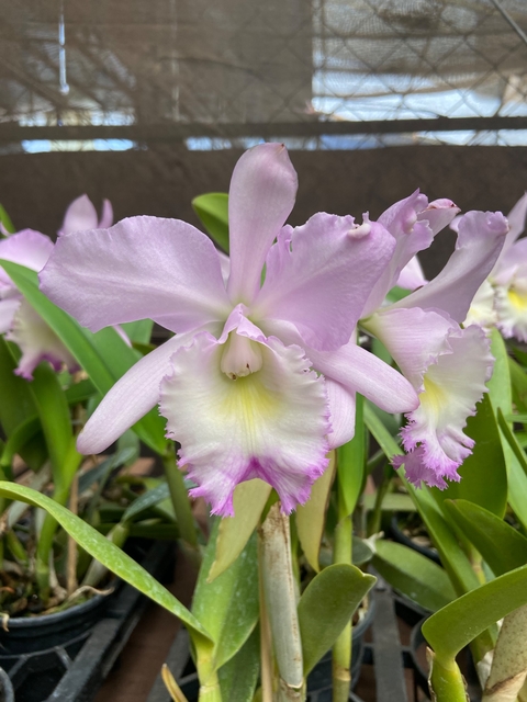 Cattleya best or not x brassavola digbyana adulta