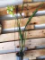 encyclea randii alba - comprar online