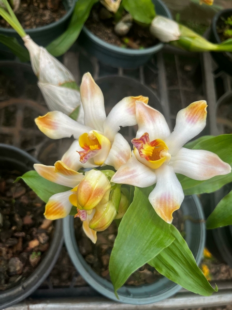 CHYSIS LIMMINGHEI X CHYSIS BRACTESCENS