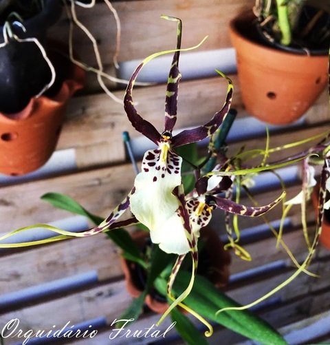 Brassia Black Spider