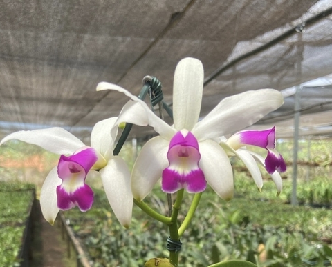 violácea semi alba adulta