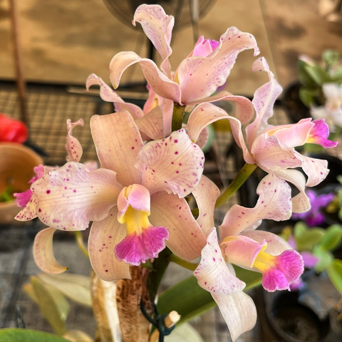 amethystoglossa lilacina livia x carina