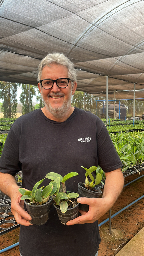 Kit 3 walkerianas pré adultas