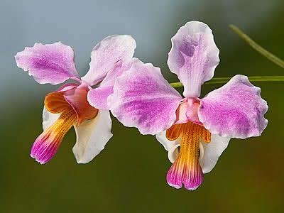 Papilionanthe Vanda Teres