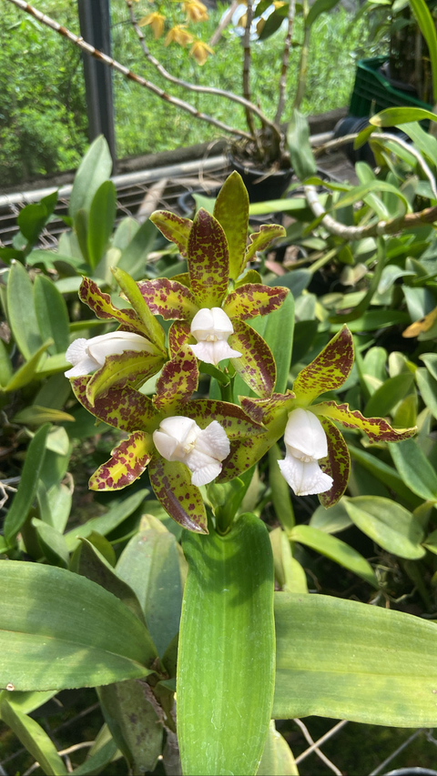 Cattleya Guttata Cetro de Esmeralda Tamanho 3