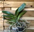 muda de phalaenopsis muda gigante cores sortidas
